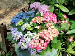 -石家庄市植物园