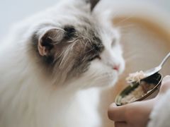 -共舞时光猫咖·狗咖(新街口店)