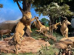 -国家自然博物馆