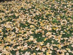 -老号尤兔头(西川店)