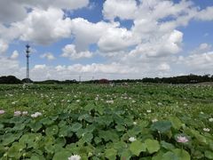 -嘉北郊野公园