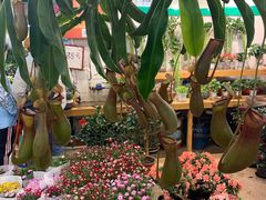 -双季花艺园艺市场(浦东店)