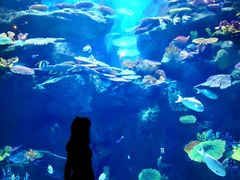 -暹罗海洋世界