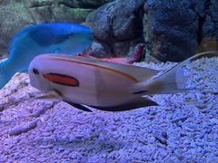-欢乐海岸海洋奇梦馆