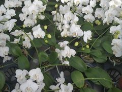 -西部兰花园生态园