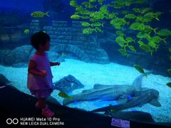 -烟台海昌鲸鲨海洋公园