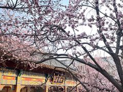 -桃花堤公园
