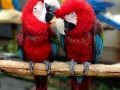 -大连森林动物园