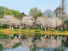 -上海共青森林公园