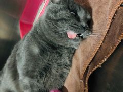 -佑安动物医院·全科·内窥镜中心(幸福巷店)