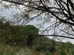 -青龙山国家森林公园