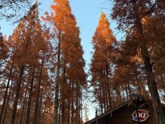 -黄海国家森林公园