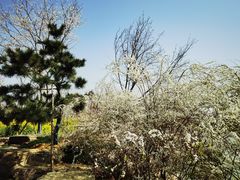 -武汉紫薇都市田园