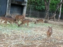 -清迈夜间动物园