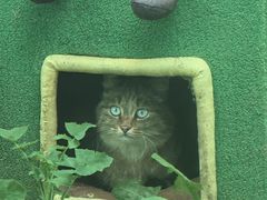 -青藏高原野生动物园