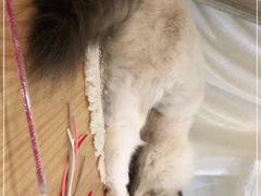 -共舞时光猫咖·狗咖(新街口店)