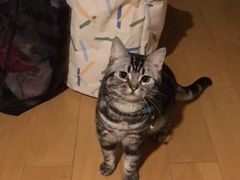 -喜多萌中农锦绣动物医院24H·猫科·牙科MRI·CT