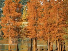 -白鹭湾湿地公园