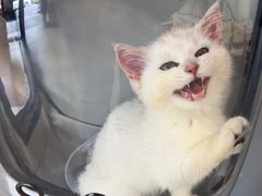 -伟伟宠物医院·CT影像中心·瑞派犬猫综合性门诊(汉口总院)