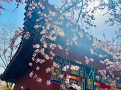 -桃花堤公园