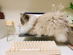 -袖虎·猫馆(体育西路店)