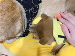 -逗柴咖啡屋·狗咖猫咖宠物桌游