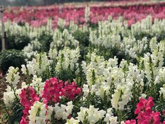 -松山湖梦幻百花洲