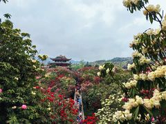 -贵州百里杜鹃风景名胜区