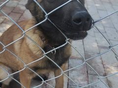 -北京京卫宠物寄养训练中心