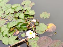 -西湖游船