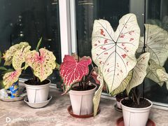 -上海鲜花港
