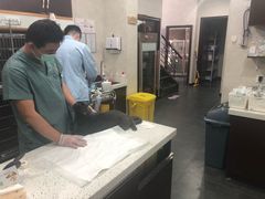 -宠爱国际动物医院·疑难骨科·心肾内科·皮肤科(太阳宫店)