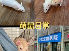 -守诺宠物医院·眼科· 特色牙科·异宠专科(虹口店)