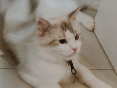 -平行世界·猫咖(首经贸店)
