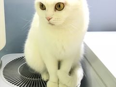 -喵的天空名猫咖啡馆·撸猫·猫舍·用品