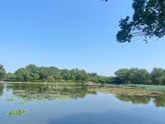 -荷塘月色湿地公园·向阳花洲