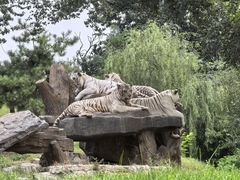 -北京野生动物园