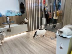 -瞄一喵猫咖(格力海岸店)