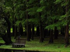 -上海共青森林公园