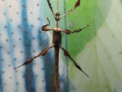 -上海大自然野生昆虫馆