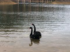 -千岛湖龙川湾