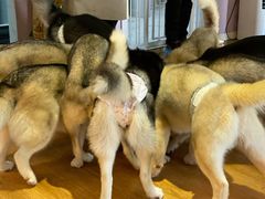 -Husky Go! 哈士奇体验馆·宠物咖啡厅狗咖