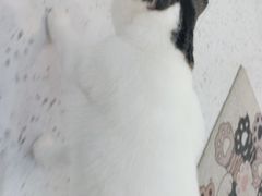 -喵园·猫主题咖啡厅·撸猫·猫咖(国贸店)