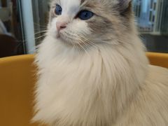 -有喵·猫咖·狗咖·40+猫狗有小奶狗(岗厦店)