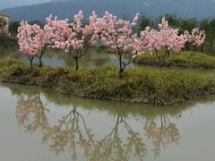 -天适樱花悠乐园