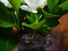 -三圣花乡旅游区