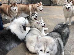 -TrueLove @ Neverland (Husky Cafe)
