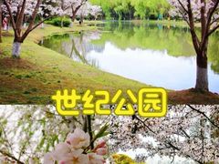 -顾村公园