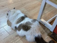 -白兔子密室(长寿路店)