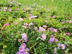 -徽园
